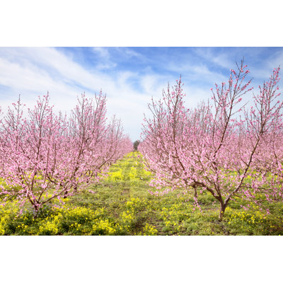 «Peach Trees in Bloom» par Sandro Messina