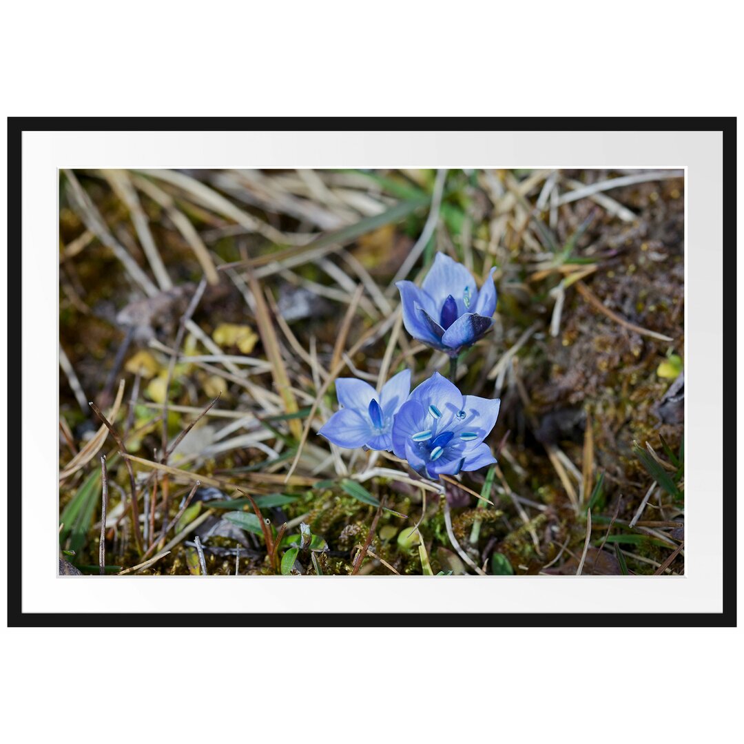 Gerahmtes Poster Kleine süße Blaue Blume