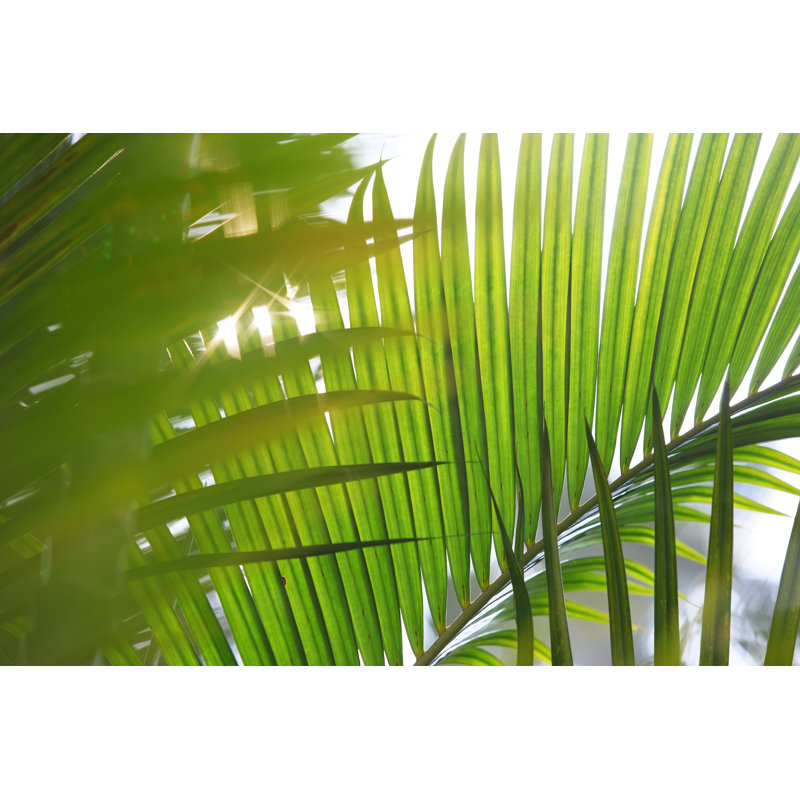 Palm leaves, 81cm H x 122cm W