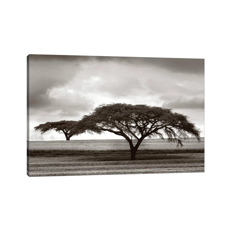 Acacia Trees by Jorge Llovet - Wrapped Canvas Print, 20.32 cm H x 30.48 cm W