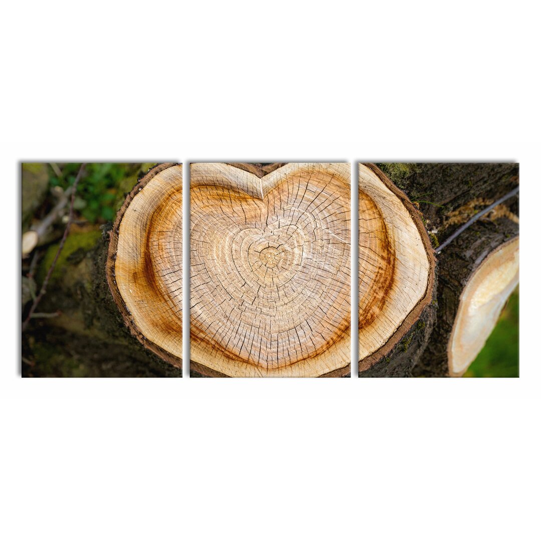 3-tlg. Leinwandbilder-Set Growth Rings on a Tree Trunk