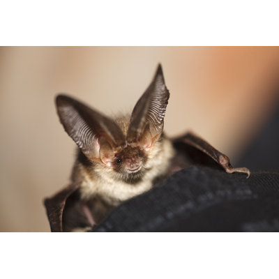 Brown Long Eared Bat by Mikesimages - Wrapped Canvas Print