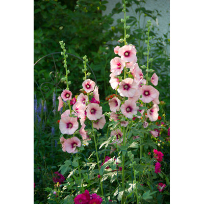 Hollyhock by Wwing - Print