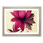 Blooming Flower - Single Picture Frame Print-1617642418-1617642421