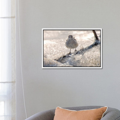 Jay On Ice by David Gardiner - Print on Canvas