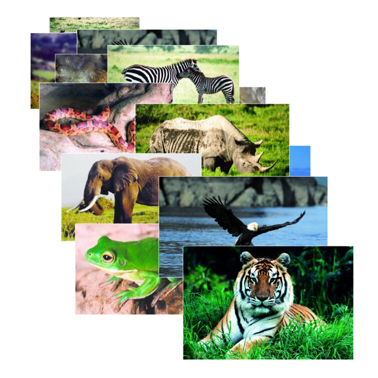 Wild Animal Poster Set