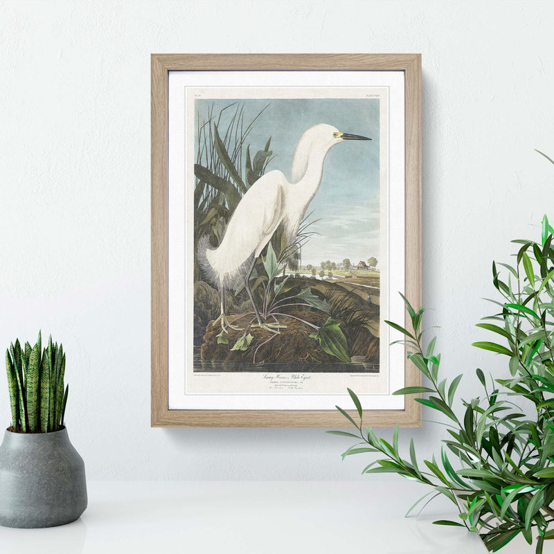 Snowy Heron by John Audubon - Framed Print, 65cm H x 48cm W x 2cm D, Oak Framed