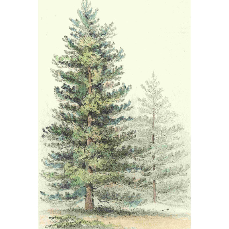 Majestic Pine I, H 18 po x l 12 po