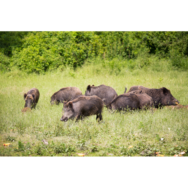 Wild Boar Family - Photographie sur toile tendue, H 20 po x l 30 po