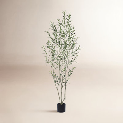 Adcock Olive Tree in Pot