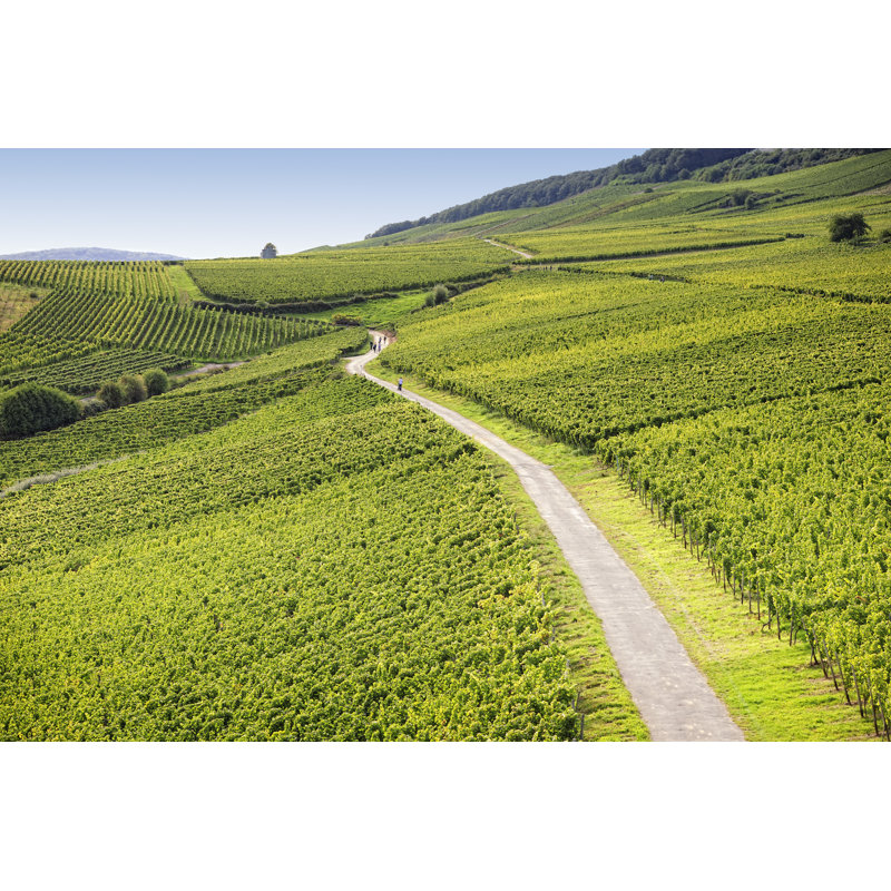 Rheingau Riesling Vineyards - Wrapped Canvas Print, 81cm H x 122cm W