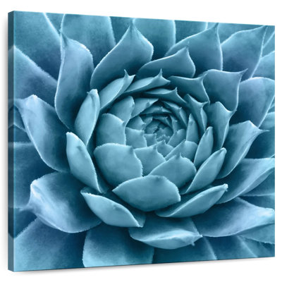 Silvery Blue Agave