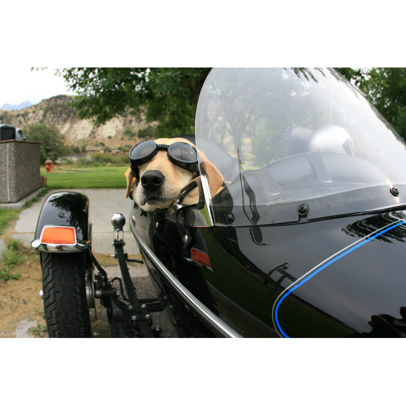 Dog In Motorcycle Sidecar - Wrapped Canvas Print, 30cm H x 46cm W x 3.8cm D