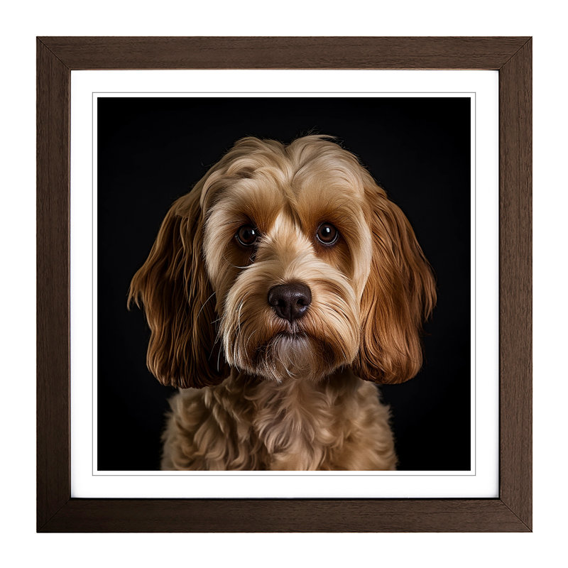 Cockapoo Photograph - Framed Print, Walnut