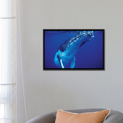 « baleine baleine, tonga îles, south pacific », reproduction de photo sur toile