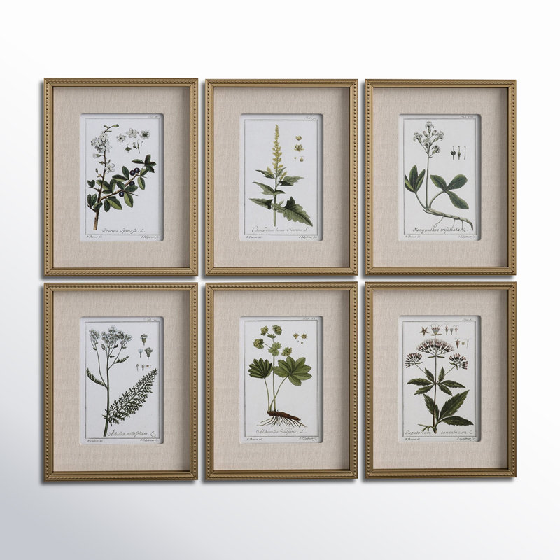 Botanical Study' - 6 Piece Picture Frame Graphic Art Print Set on Paper