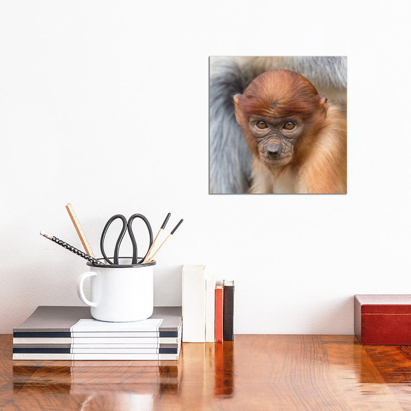 Proboscis Monkey Young by Mogens Trolle - Wrapped Canvas Print, 30.48 cm H x 30.48 cm W
