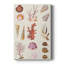 Corail et coquillage II sur toile-1741702663