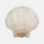 Sea Shell 6 Print-2116908440-2094506636