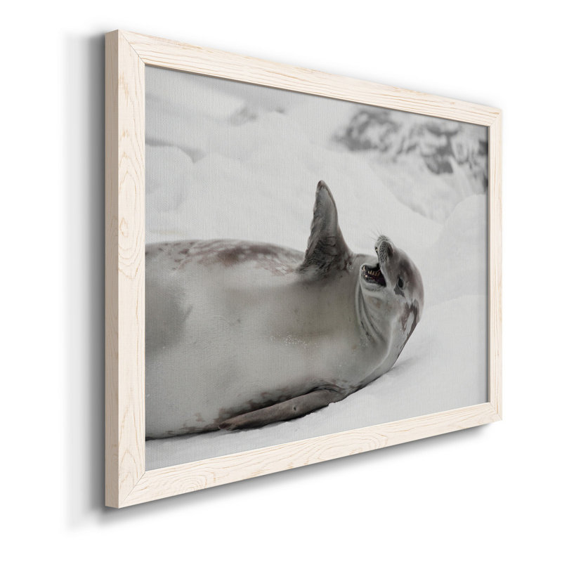 Laughing Seal - photographie encadrée sur toile, H 20 po x l 17 po x P 1,5 po, Blanc