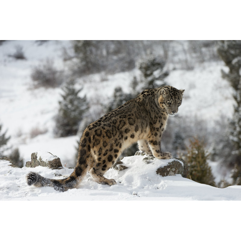 Snow Leopard 1 Piece Wrapped Canvas Wall Art, 61cm H x 91cm W x 3.8cm D