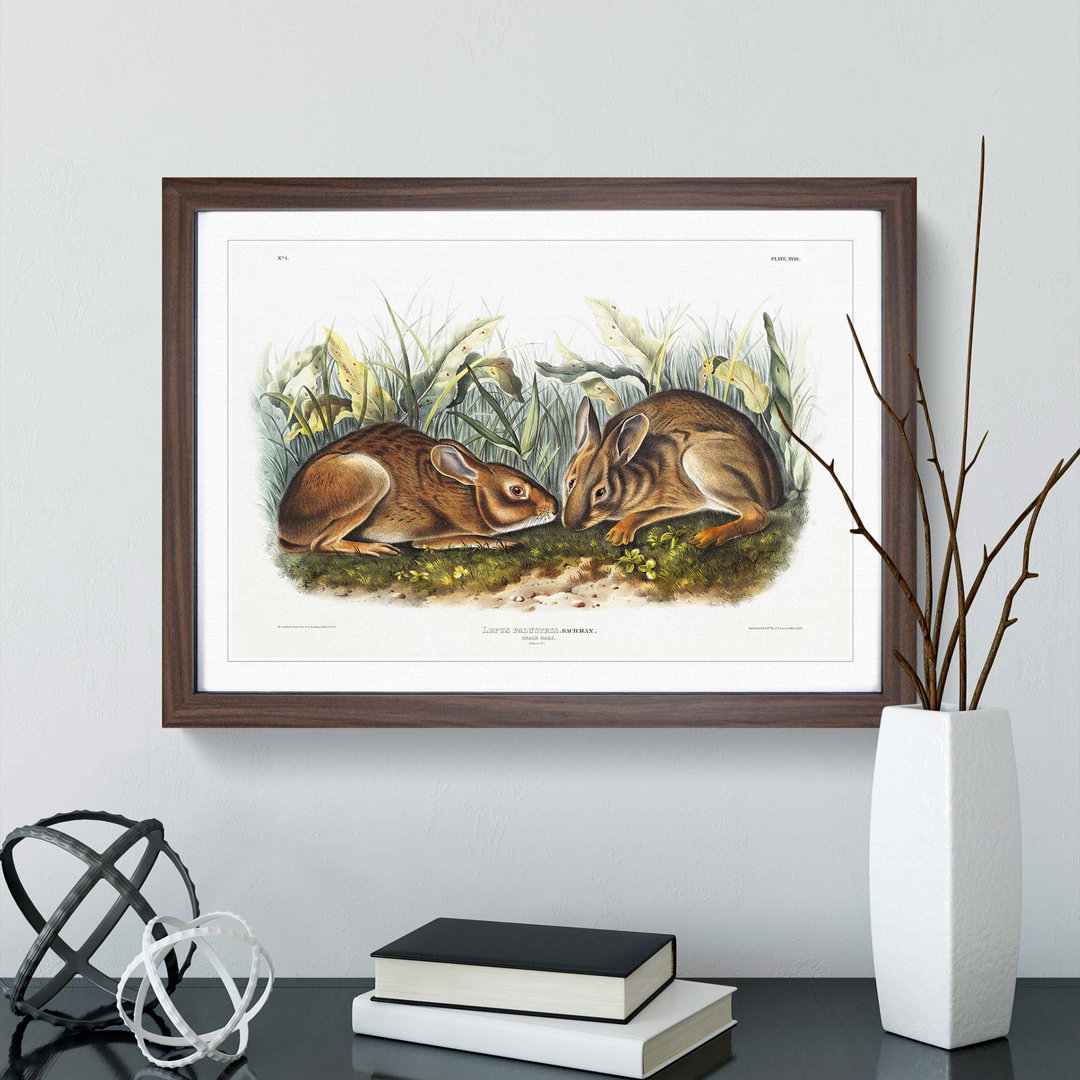 Marsh Hares by J.W. Audubon - Framed Print