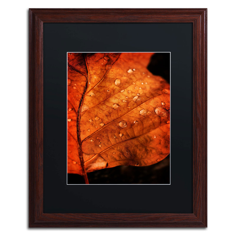 " Autumn Droplets " by Philippe Sainte-Laudy, 14" H x 11" W x 0.5" D, White, Black Framed
