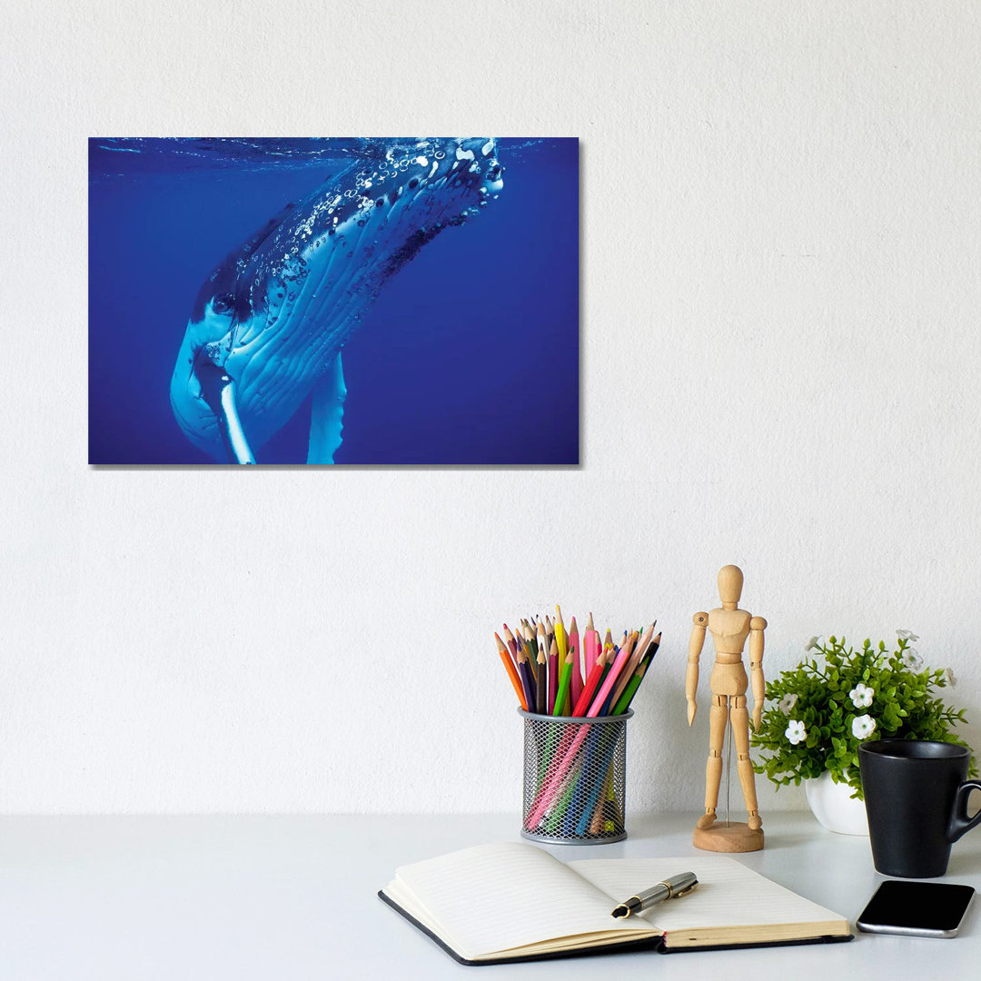 Humpback Whale, Tonga Islands, South Pacific by VWPics - Wrapped Canvas Gallery-Wrapped Canvas Giclée