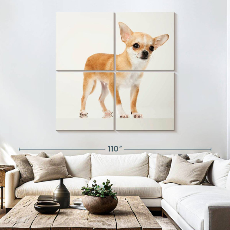 Brampt Precious Chihuahua