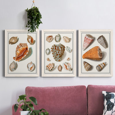Collection de coquillages VII - ensemble de 3 reproductions d'art sur toile