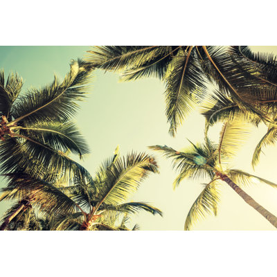 Coconut Palm Tree - Wrapped Canvas Print