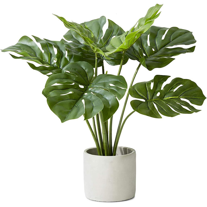 Plante en pot 21 "Evergreen, 8