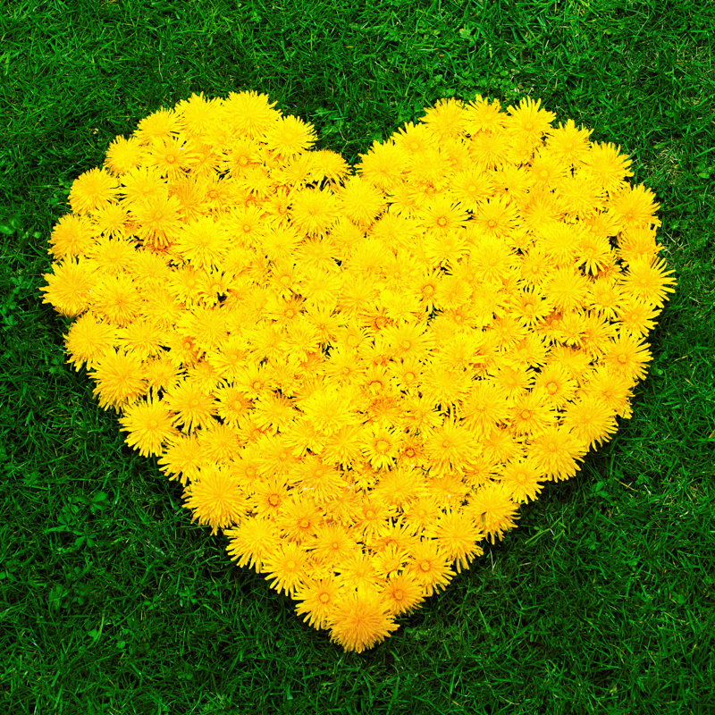 Flower Heart 1 Piece Wrapped Canvas Wall Art, 122cm H x 122cm W