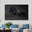 Black Stallion Print-24078759
