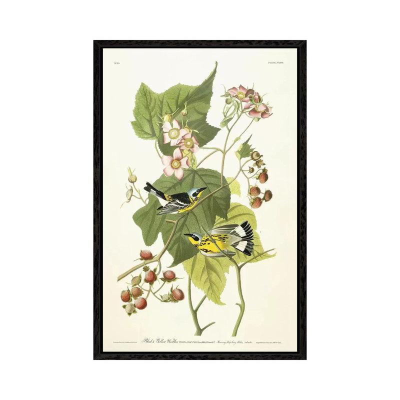 Black And Yellow Warbler And Flowering Raspberry, C.1826-1838 by John Audubon - Print on Canvas, 66.04 cm H x 45.72 cm W