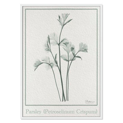 Jeanette "Parsley II" Print by Albert Koetsier