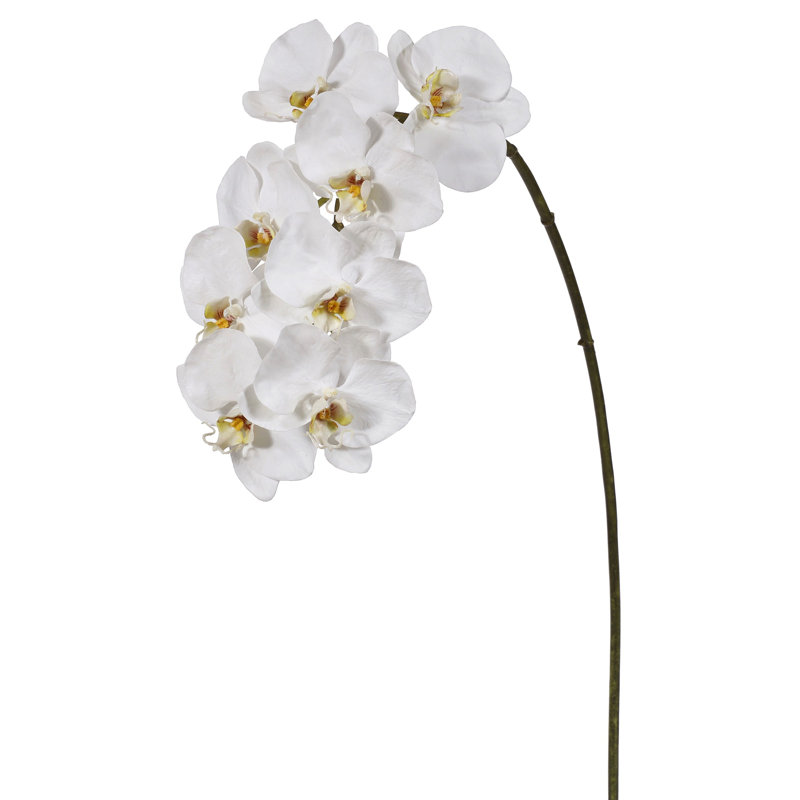 37.5" Orchid Phalaenopsis Spray x8 (2 Stems Per Box)