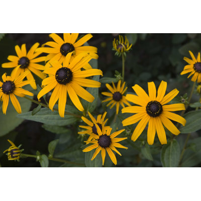 " Black-Eyed Susans "