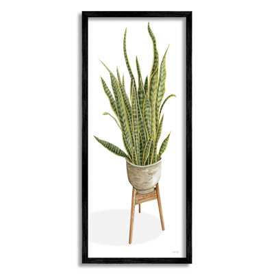 Plante d'aloès décontractée