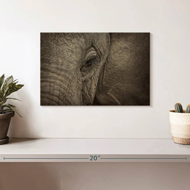 Oeil d'éléphant d'Afrique Brampt, H 8 po x l 12 po