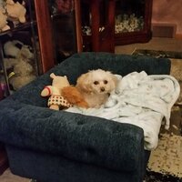 Tucson Lullaby Velvet Dog Bed - Motel – Poodle & Blonde