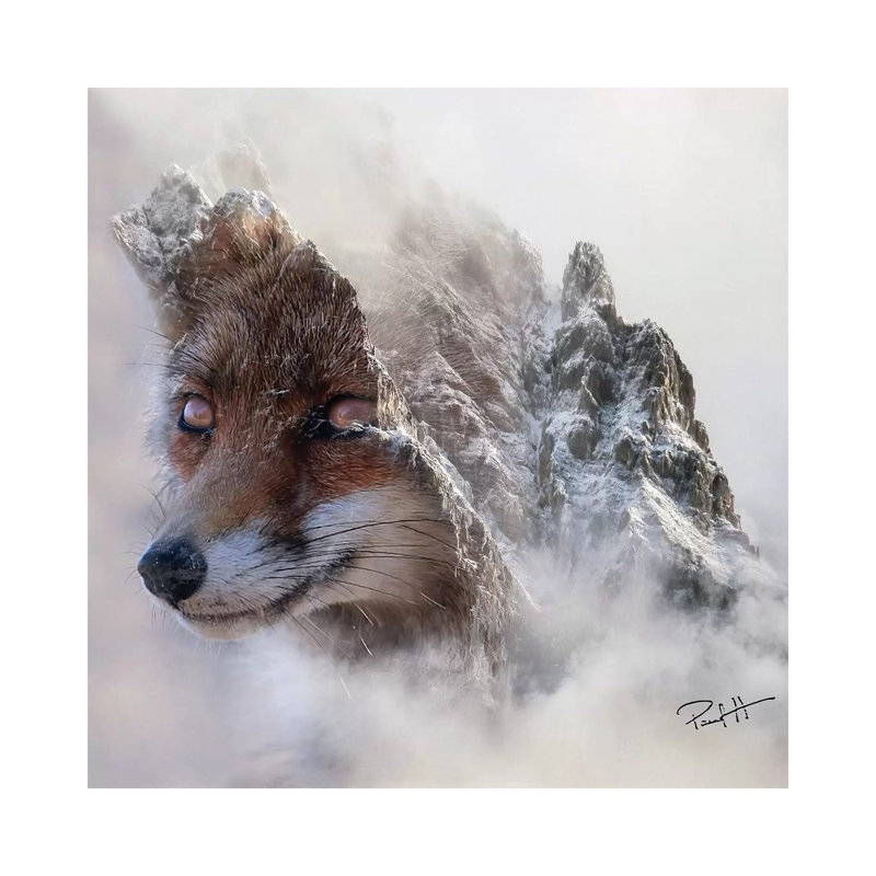 Mountain Fox by Paul Haag - Print on Canvas, 45.72 cm H x 45.72 cm W x 1.91 cm D, Wrapped Canvas