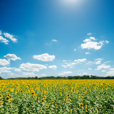 Champ avec tournesols - Photographie sur toile tendue