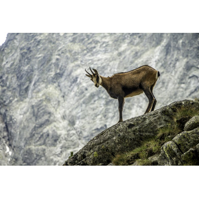 " Wild Goat (Chamois) " by Matusduda