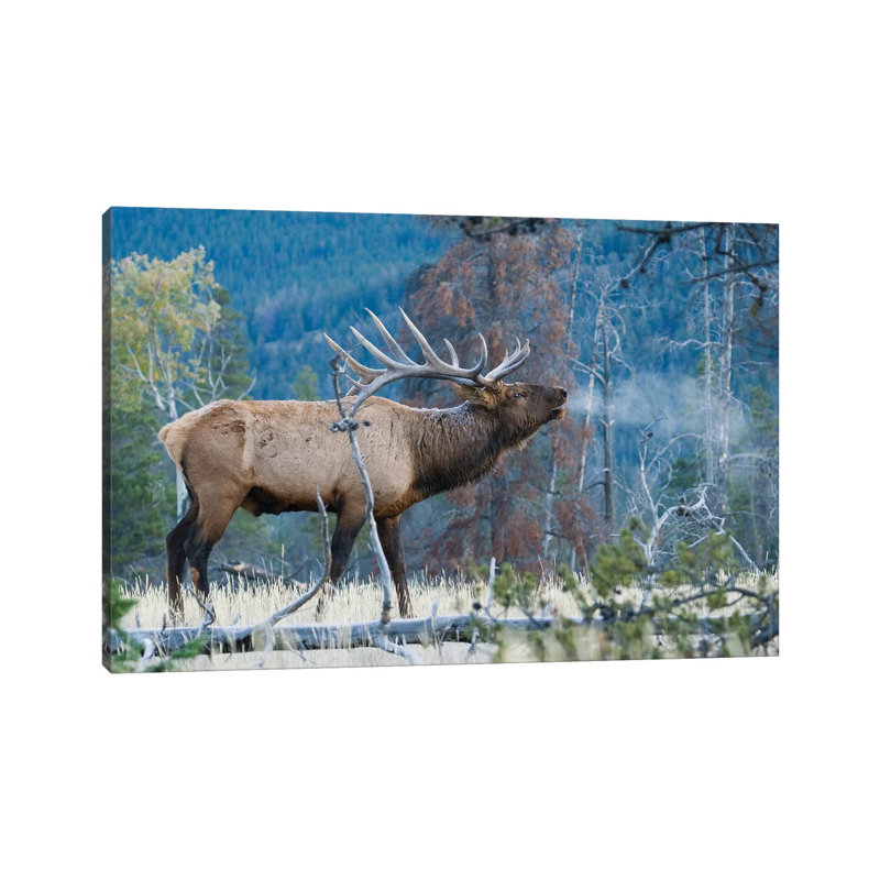 Rocky Mountain Bull Elk Morning Bugle by Ken Archer - Wrapped Canvas Gallery-Wrapped Canvas Giclée, 20.32 cm H x 30.48 cm W