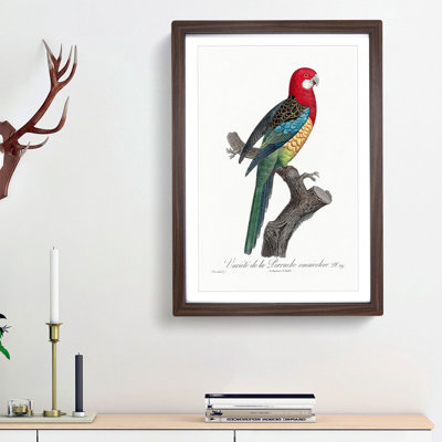 A Eastern Rosella Parrot by F. Levaillant - Single Picture Frame Painting