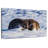 Winter Wombats-289448616