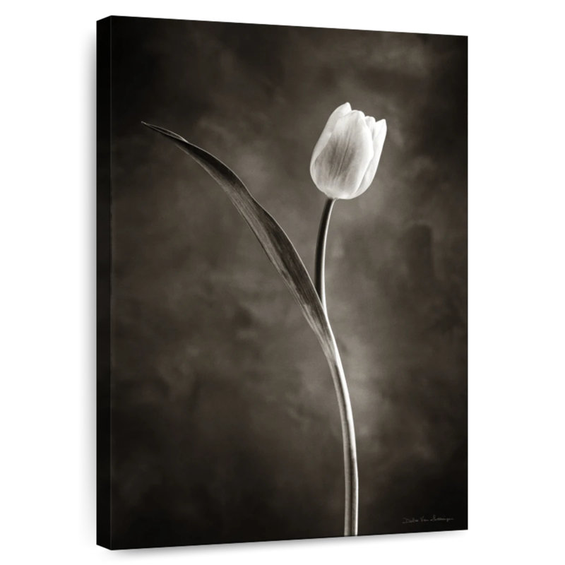 Tulipes Harnek deux tons I, H 51 po x l 34 po