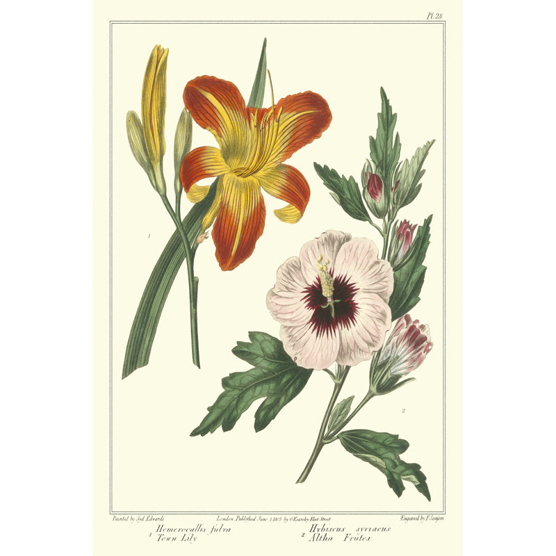 Gardeners Delight IV by Sydenham Edwards - Wrapped Canvas Print, 46cm H x 30cm W x 3.8cm D