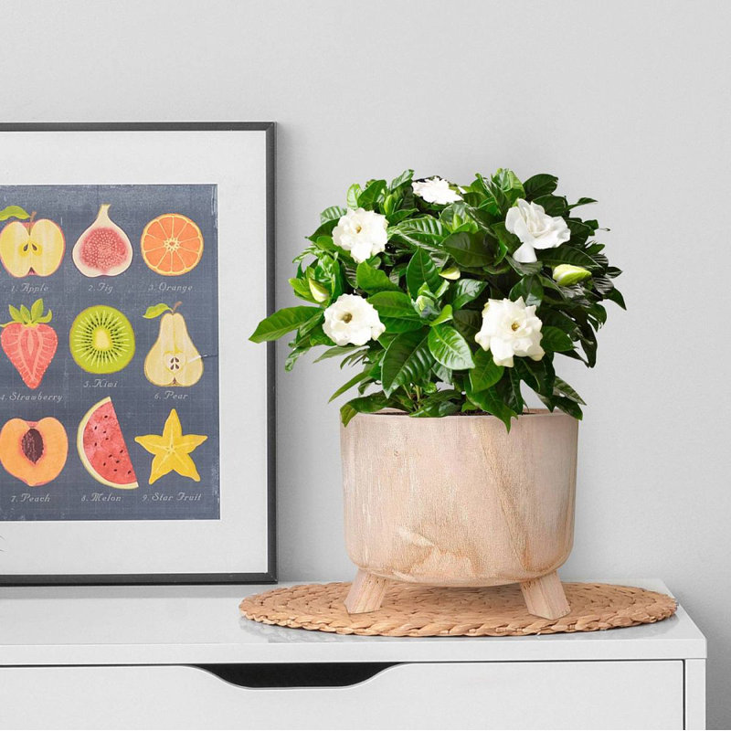 Wood Pot Planter, 19cm H x 24cm W x 24cm D